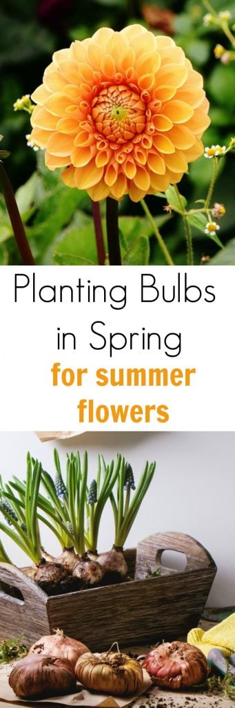 Tips for Planting Bulbs in Spring for Summer Flowers