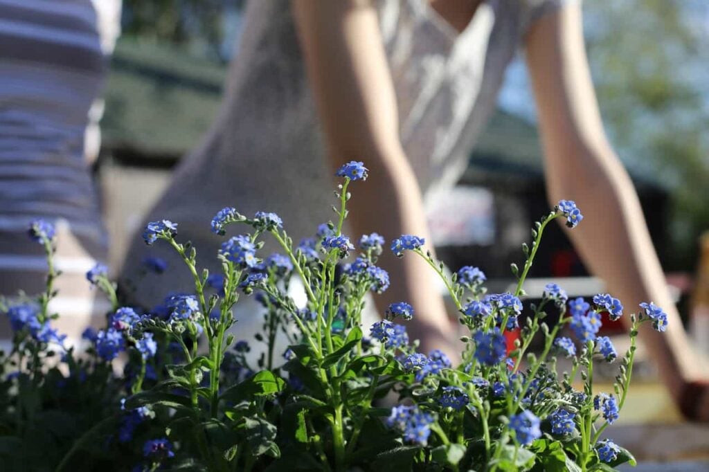 woman planting blue flowers in her yard to increase curb appeal