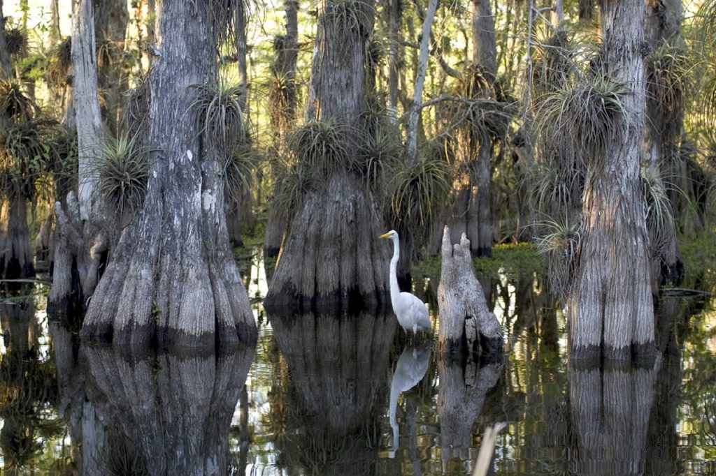 Packing and Planning to Visit Everglades National Park