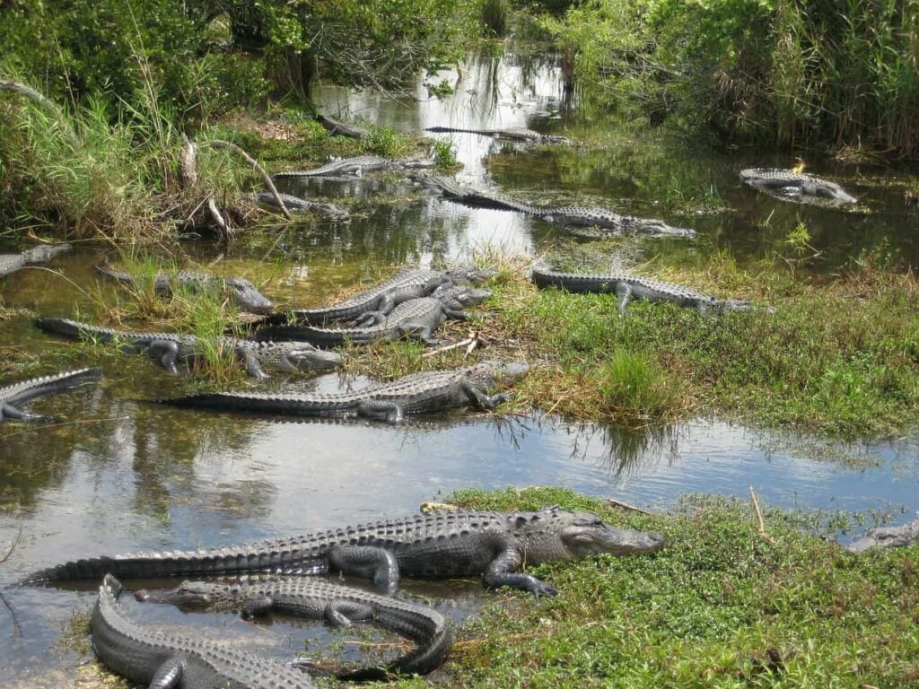 Packing and Planning to Visit Everglades National Park