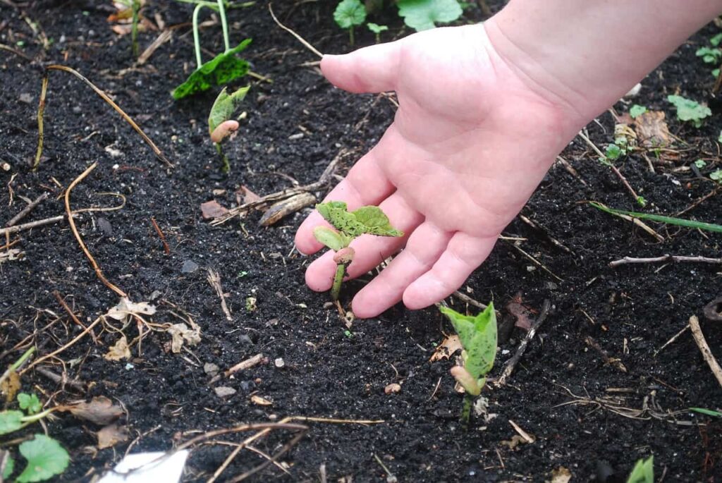 Organic Gardening with Kids. How to Make it Fun AND Rewarding!