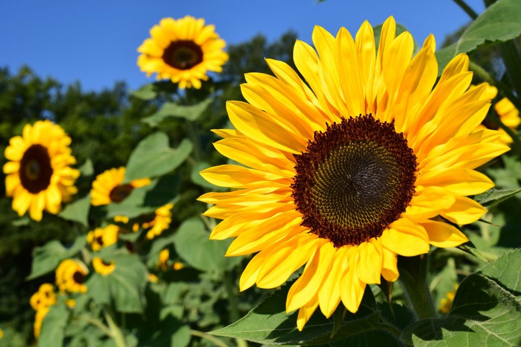 Organic Gardening with Kids. How to Make it Fun AND Rewarding!