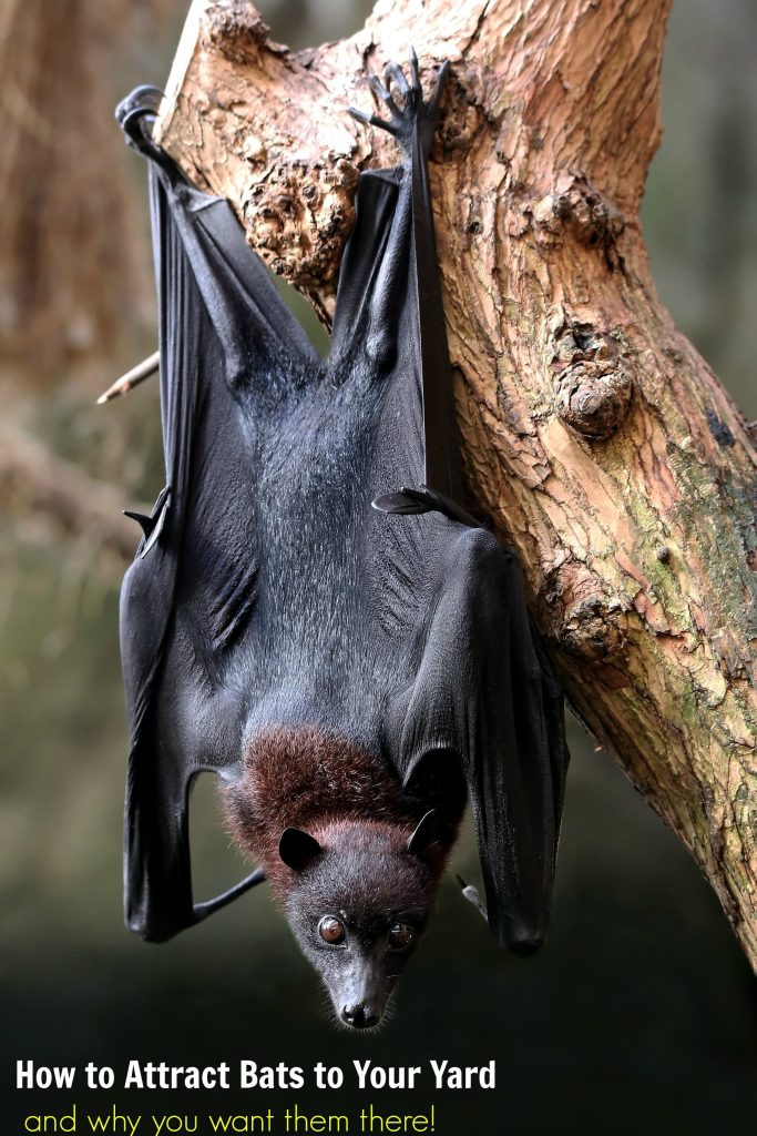 How to Attract Bats to Your Yard and Why You Want Them There!