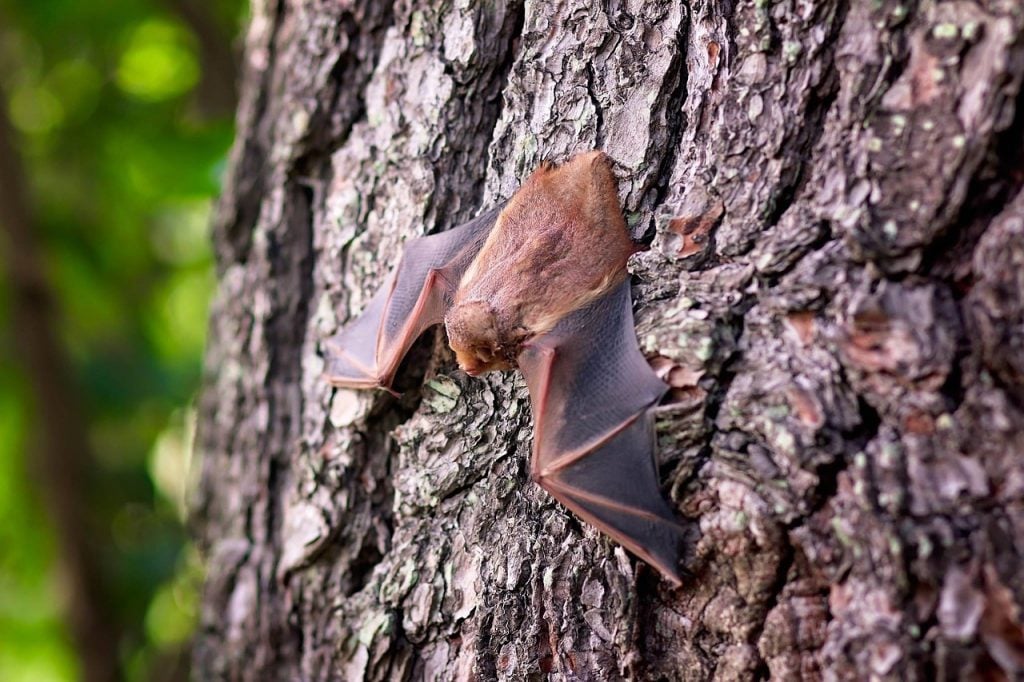 small brown bat on a tree