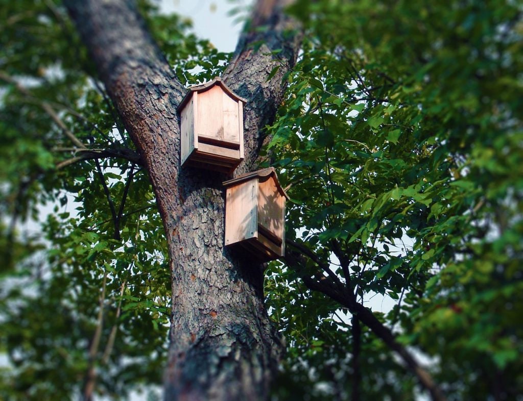 bat houses in a tree