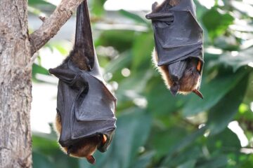 How to Attract Bats to Your Yard and Why You Want Them There!