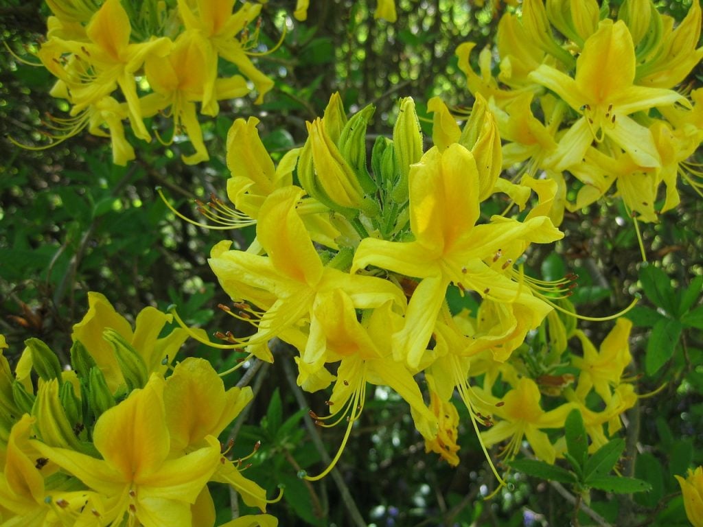 yellow flowers