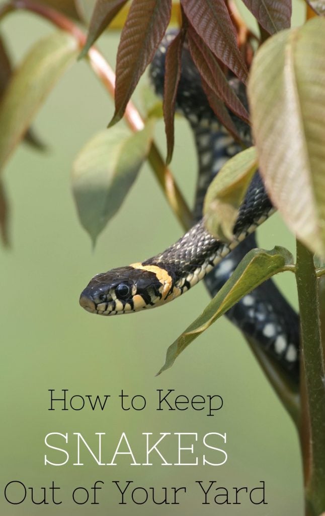 Keep snakes away by following these tips on how to keep snakes out of your yard!