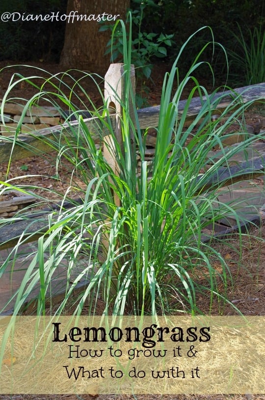 How to Grow Lemongrass