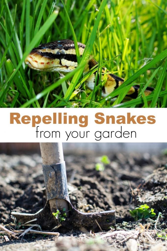 Repelling Snakes From Your Garden