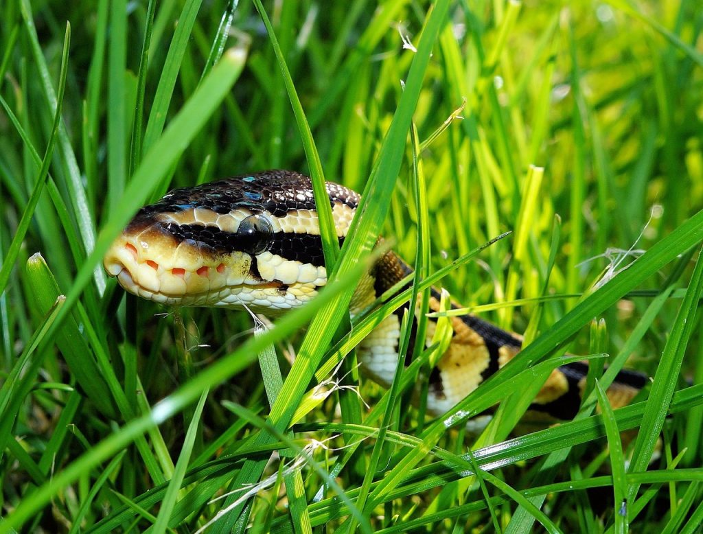 How to Keep Snakes Out of Your Yard for Greater Peace of Mind Outdoors