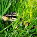 How to Keep Snakes Out of Your Yard for Greater Peace of Mind Outdoors