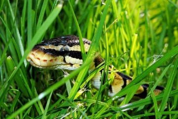 How to Keep Snakes Out of Your Yard for Greater Peace of Mind Outdoors