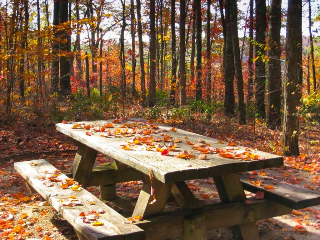 picnic table in the woods covered in fall leaves