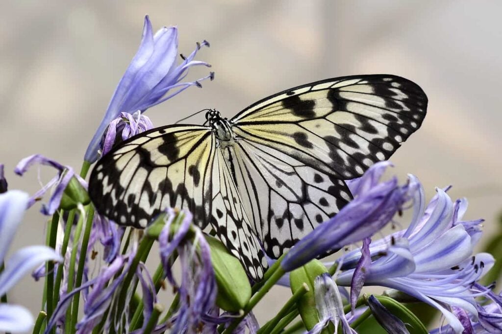 How To Attract Butterflies To Your Yard This Spring