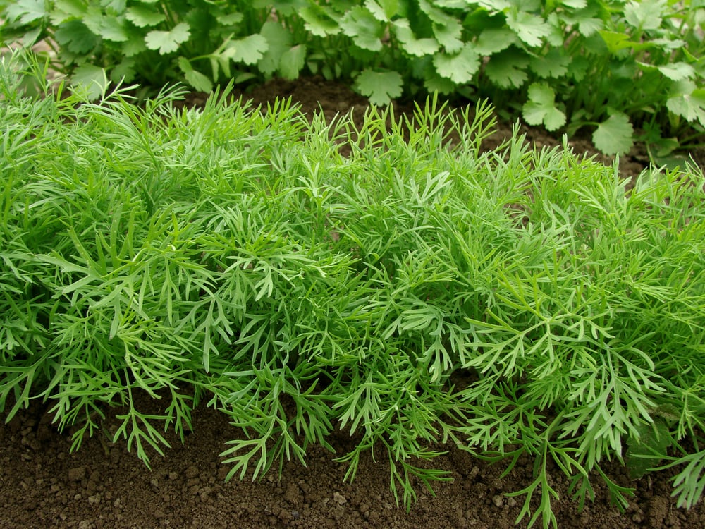 How to Grow Dill and 7 Fresh Dill Recipes