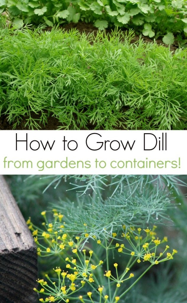 How to Grow Dill and 7 Fresh Dill Recipes to Use it All!