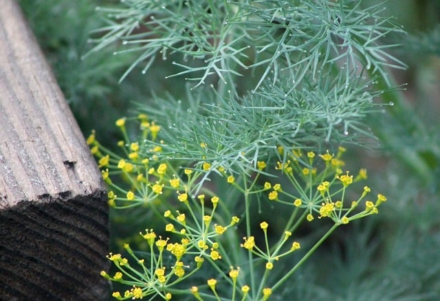 Growing Dill in the Garden