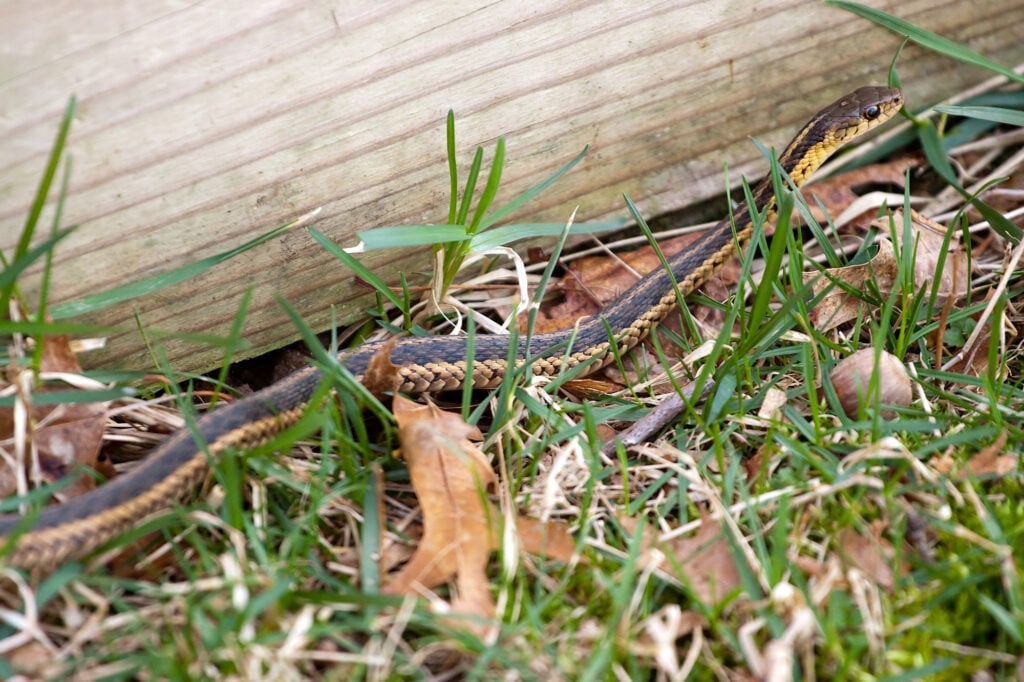 Garter Snake