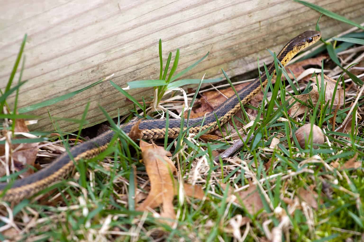 How to Get Rid of Snakes In Your Yard Our Blue Ridge House