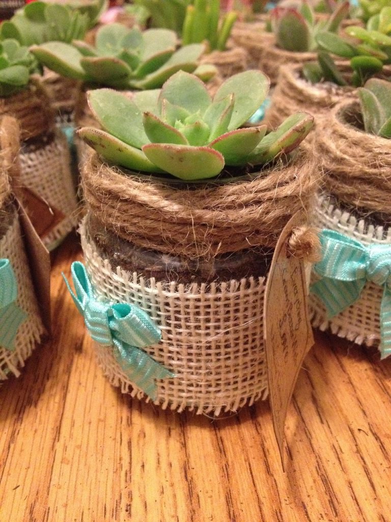 burlap wrapped plant