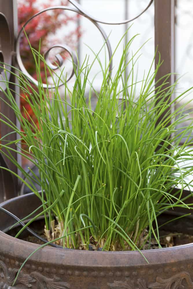 Chives grown in a container.