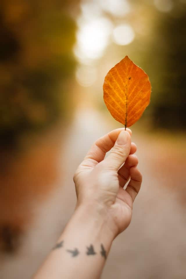 hand holding fall leaf