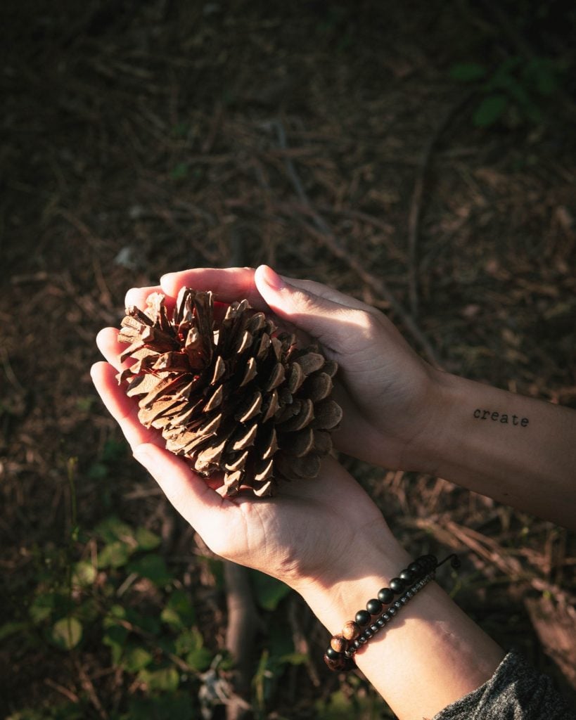 person holding pine cone