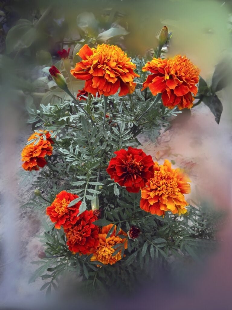 orange marigolds