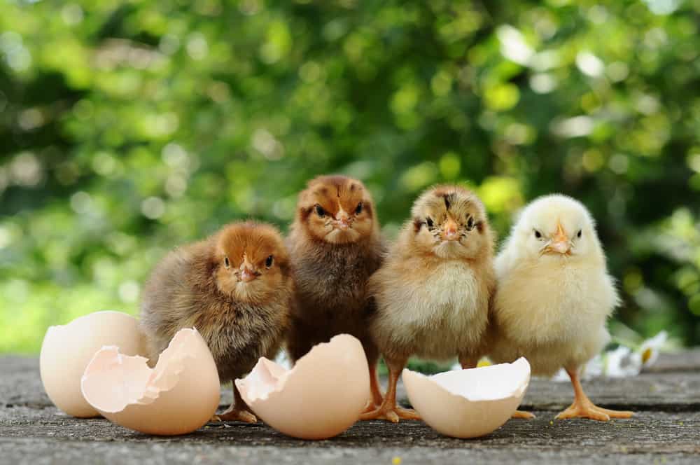 Small chicks and egg shells on a wooden surface