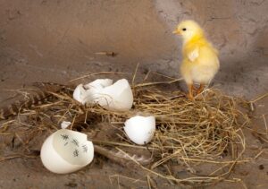 Little yellow chick running away from its egg with tally scores inside to represent an empty nest