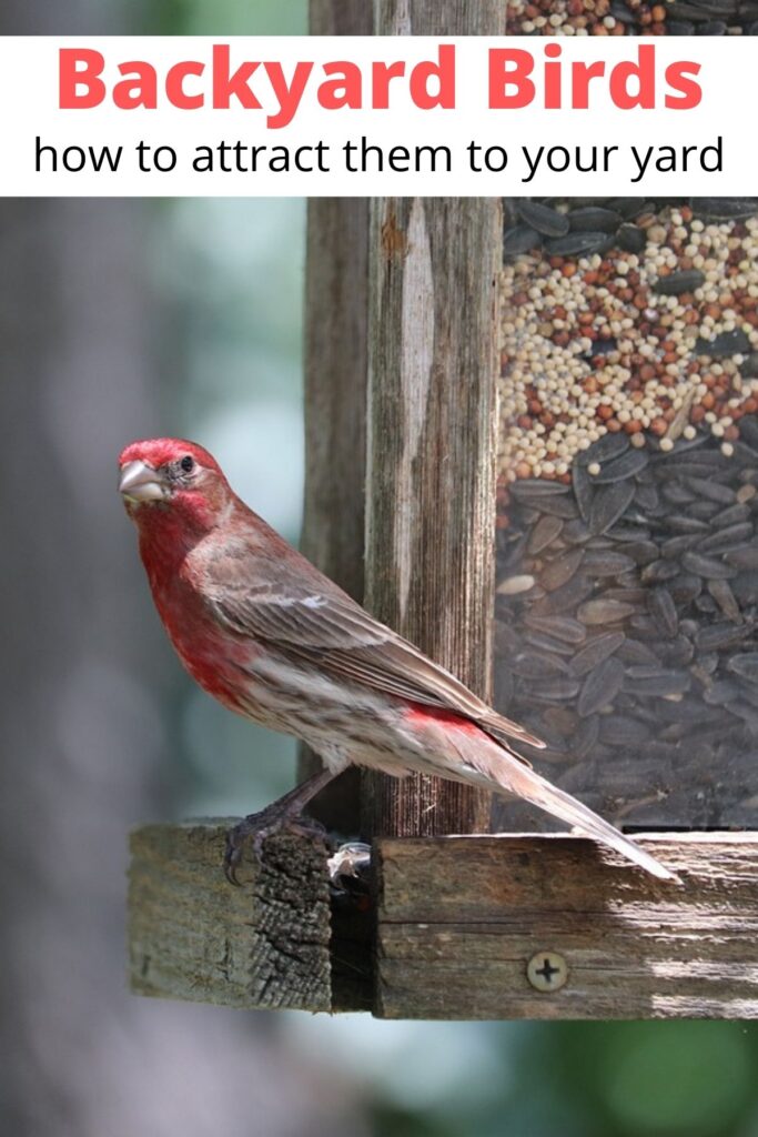 backyard bird on feeder