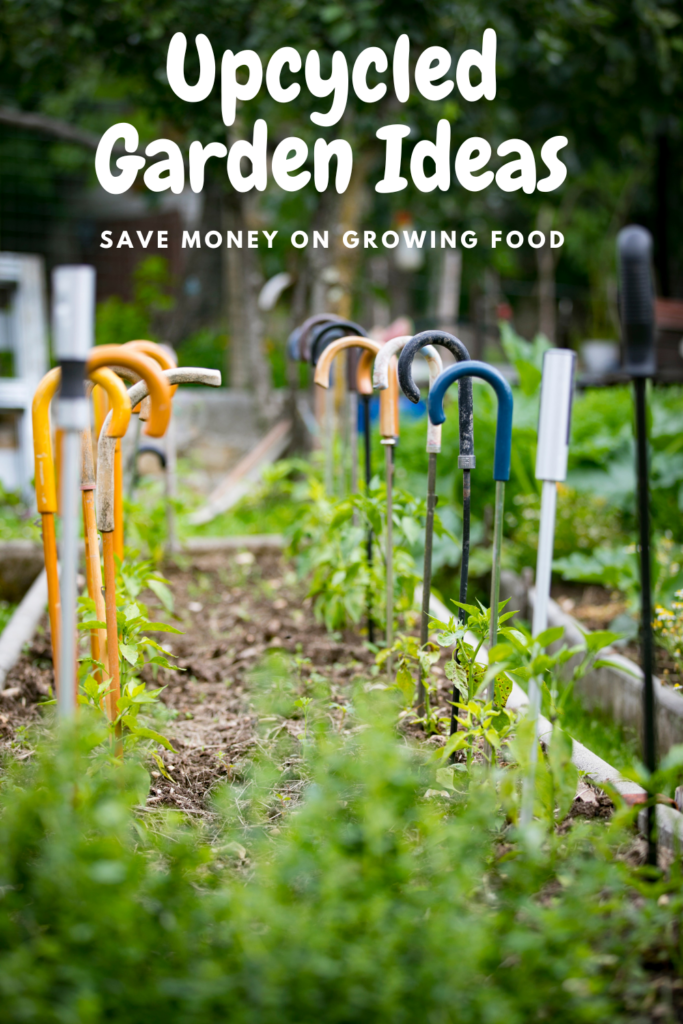 Canes in a garden being used as plant supports with text overlay 'Upcycled Garden Ideas save money on growing food'