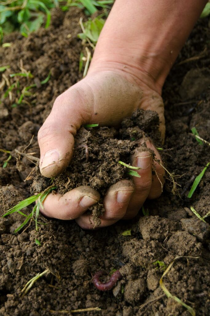 hand holding soil in garden bed